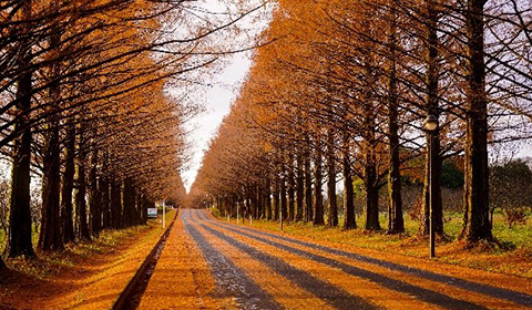 メタセコイア並木